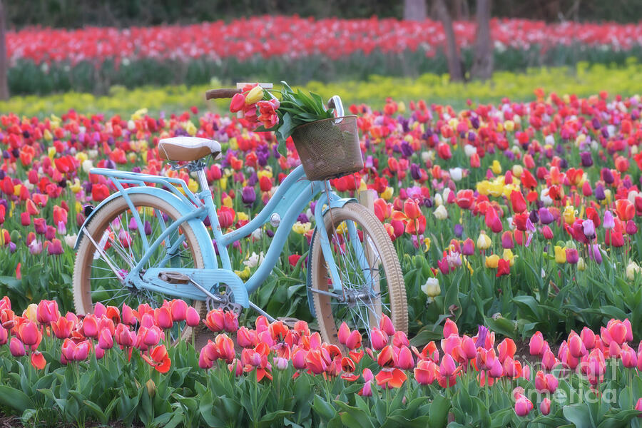 Biking Through The Tulips Photograph