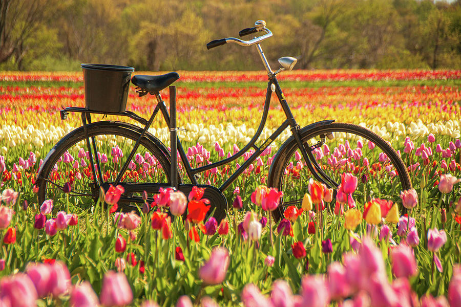 Biking Through The Tulips Photograph by Kristia Adams