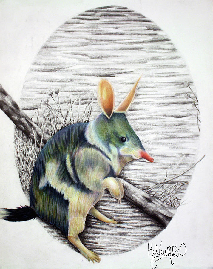 Bilby Drawing by Kelsey Bird - Fine Art America