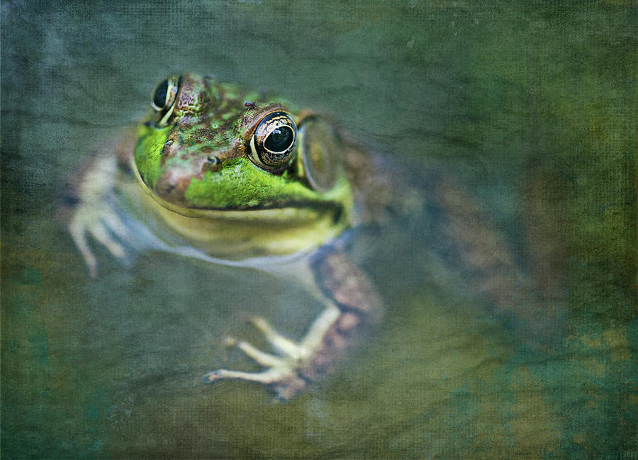 Bill the Bullfrog Photograph by Jill Love