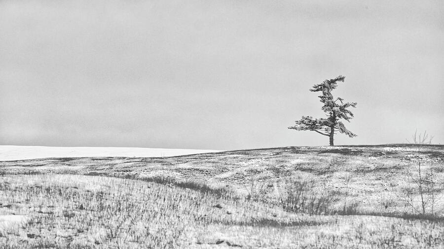 Bills Tree Photograph by Alan Norsworthy Bills Tree Photograph by Alan Norsworthy