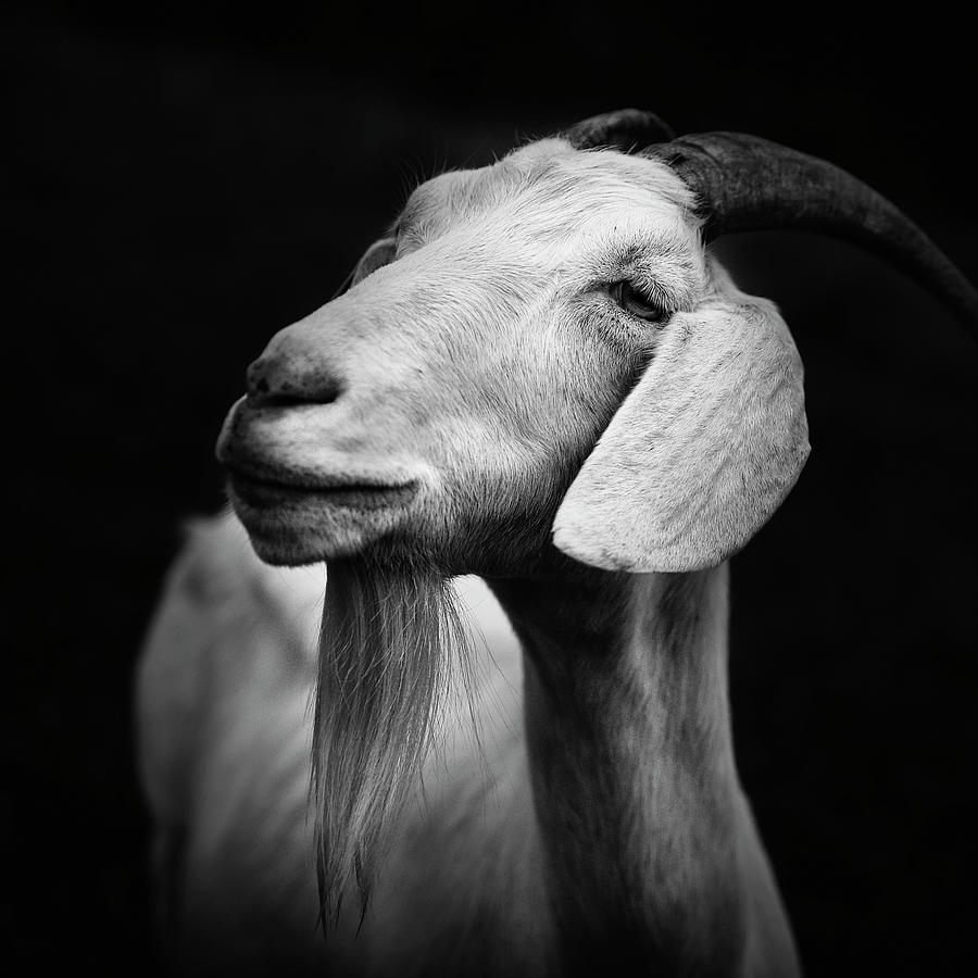 Black And White Photograph - Billy Goat Adam by Dorit Fuhg