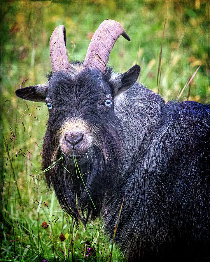 Billy Goat Gruff Photograph by Jaki Miller