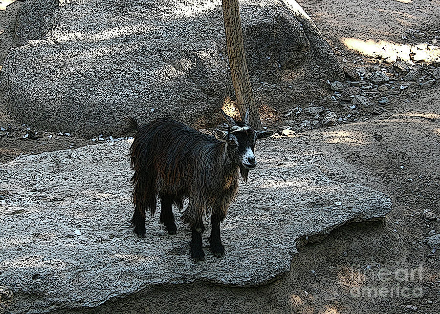 Billy Goat Gruff Photograph by Mary Mikawoz