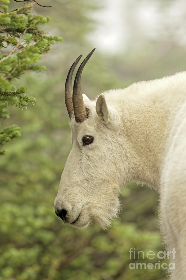 Billy Goat in Glacier National Park Photograph by Natural Focal Point Photography