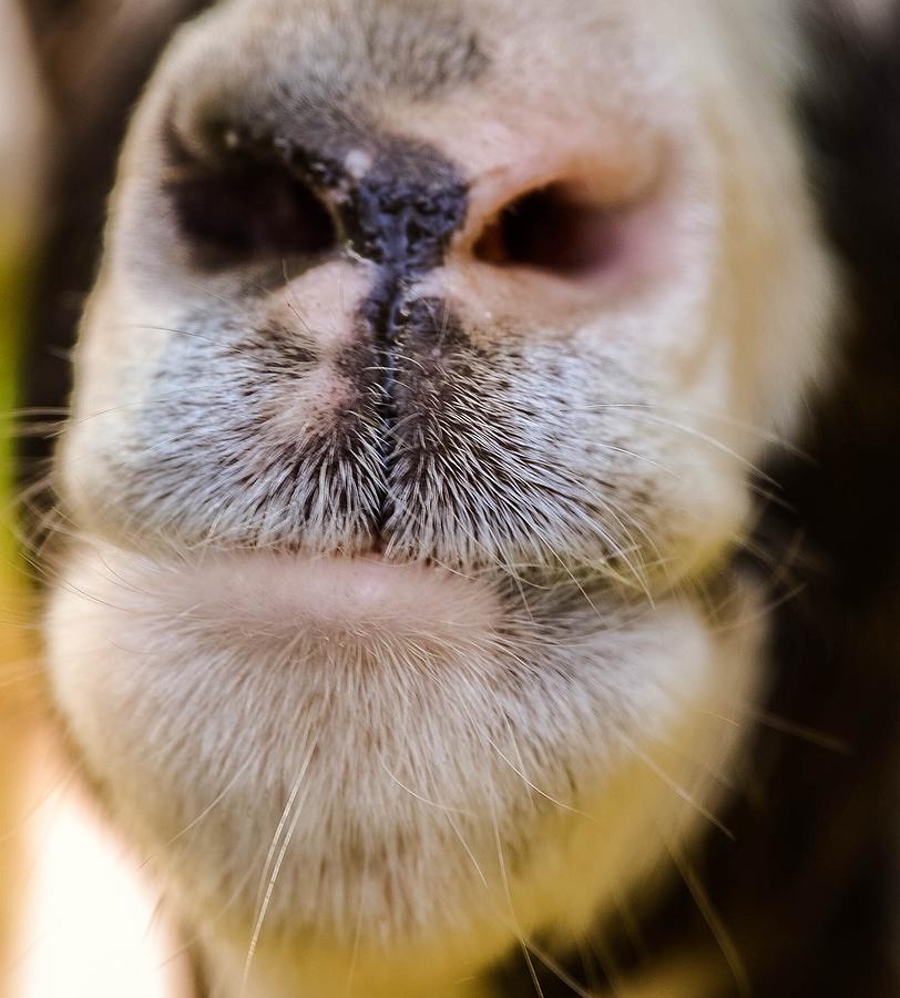 Billy Goat Lips Photograph by Richard De Wolfe