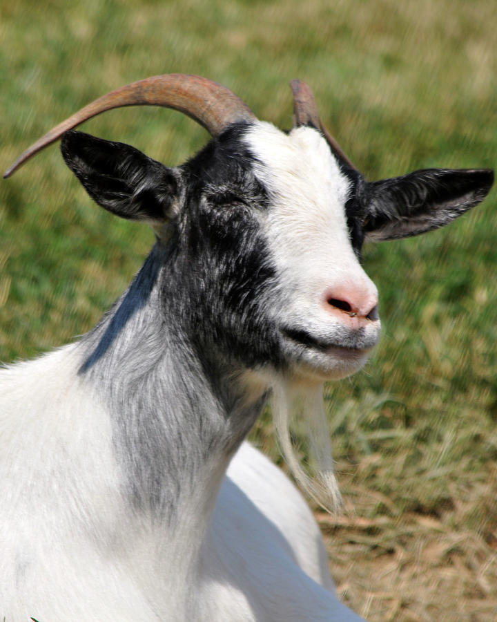 Billy Goat Photograph by Melissa Roe - Fine Art America