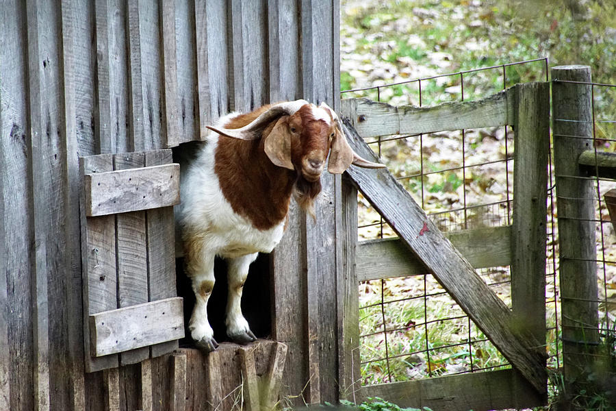 Billy Goat Photograph by Mike Murdock
