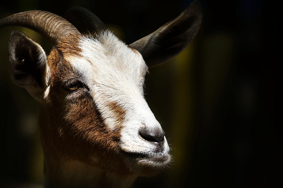 Billy Goat Photograph by Nadalyn Larsen