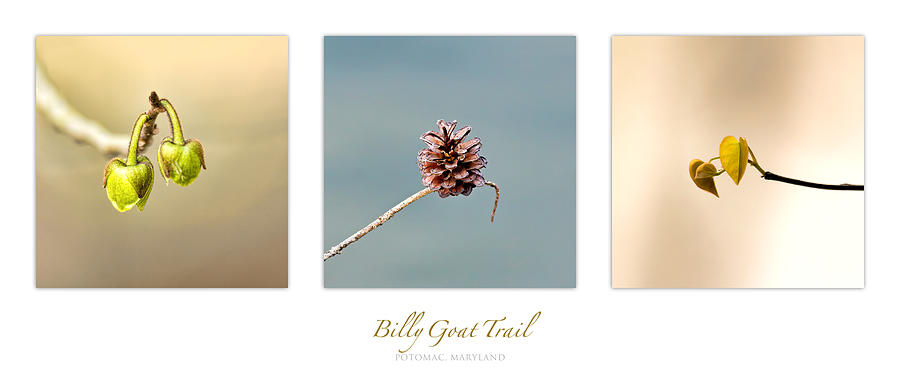 Billy Goat Trail Branches Triptych Photograph