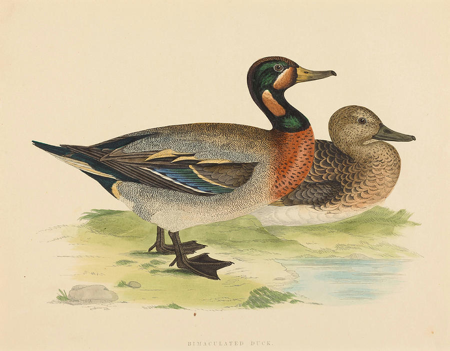 Bimaculated Duck Drawing by British th Century - Fine Art America