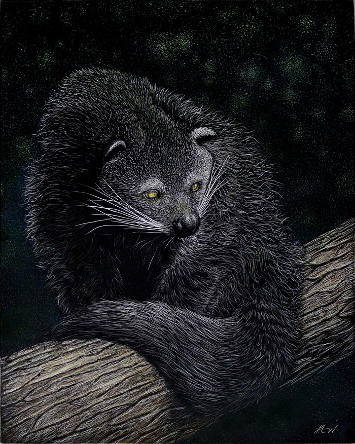 Binturong Drawing by Heather Ward - Fine Art America