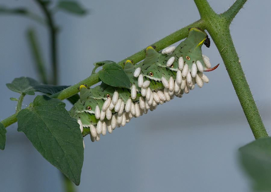 Biological control of a tomato pest Photograph by Glenn Cantor