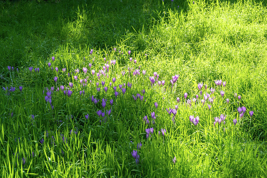 Biophilic Crocus Carpet - Delicate Blooms and Grass Blades in the Sunshine Photograph by Georgia Mizuleva