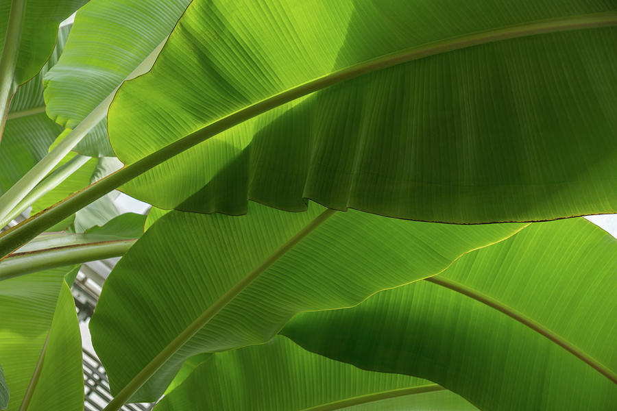 Biophilic Green Tropics - Huge Banana Leaves - A Horizontal View 