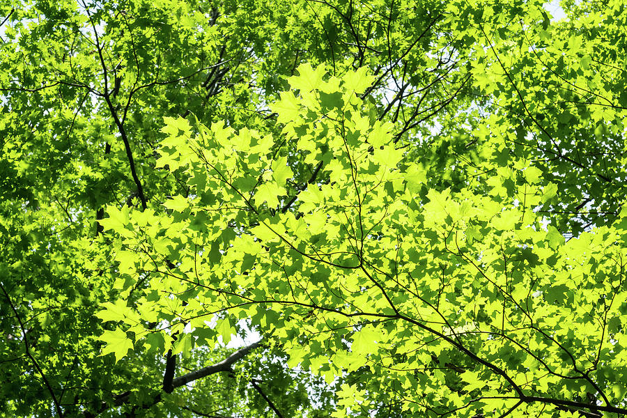 Biophilic Leaf Mosaic - Early Summer Maple Tree Canopy Photograph by Georgia Mizuleva