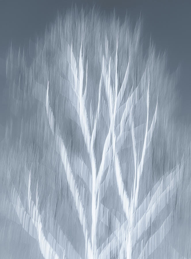 Birch abstract Photograph by Brad Bellisle