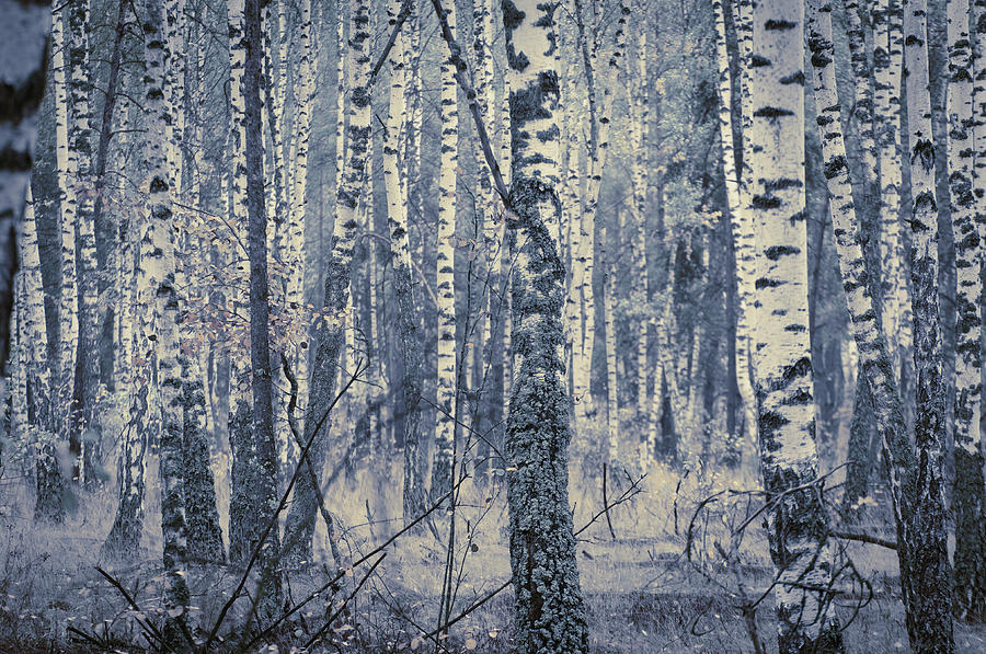 Birch Abstract Photograph by Andrii Maykovskyi