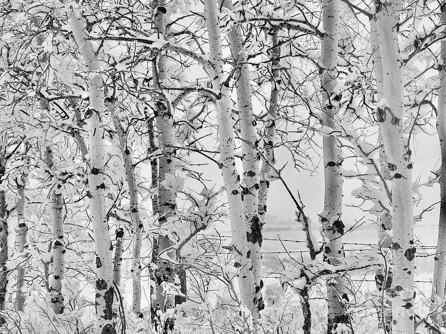 Winter Birch and Barbwire .. BW002 Photograph by Jor Cop Images