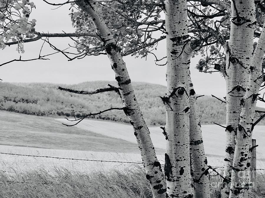 Birch And Barbwire With A View Photograph by Jor Cop Images