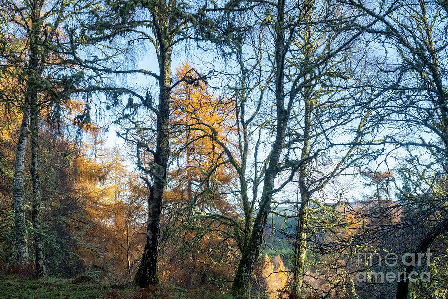 Birch and Larch Trees in Late Autumn Speyside Scotland Photograph by Tim Gainey
