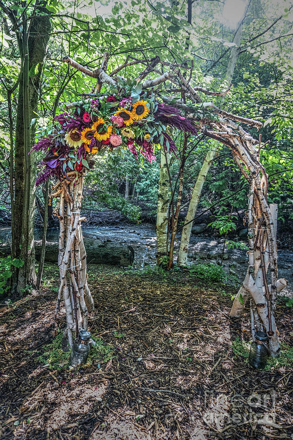 Birch Arbour Photograph by Eden Watt Birch Arbour Photograph by Eden Watt