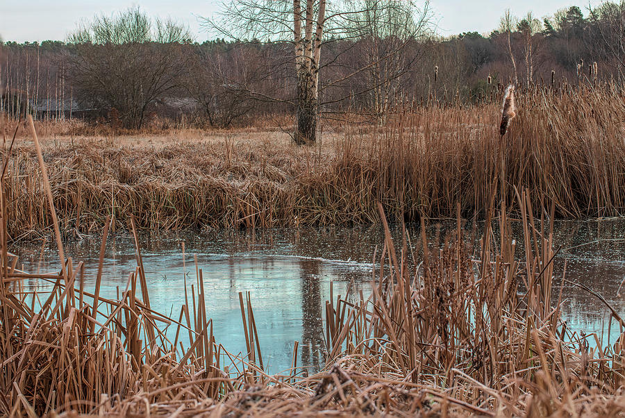 Birch at pond #j4 Photograph by Leif Sohlman