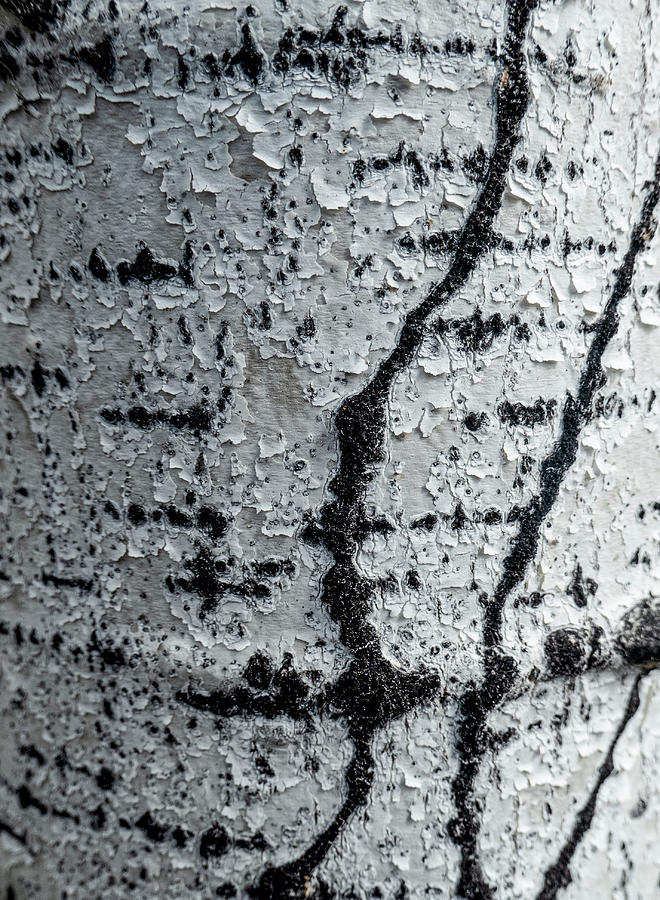 Birch Bark Abstract Photograph by Karen Rispin