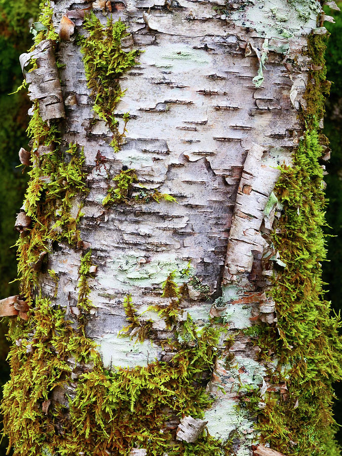 Birch Bark and Moss Photograph by Rob Huntley