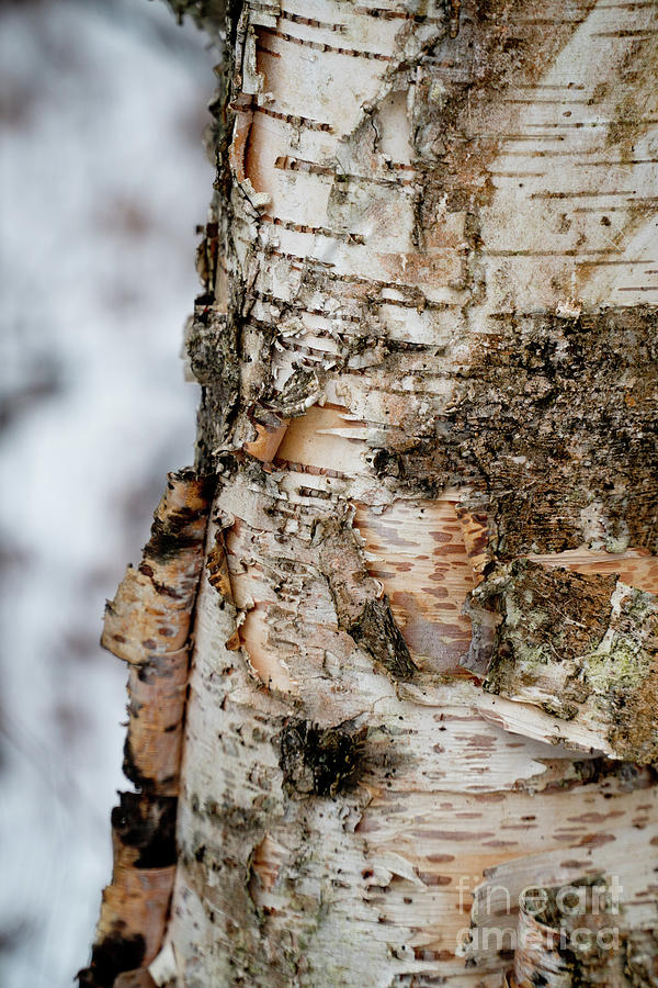Birch Bark Photograph by Rich S