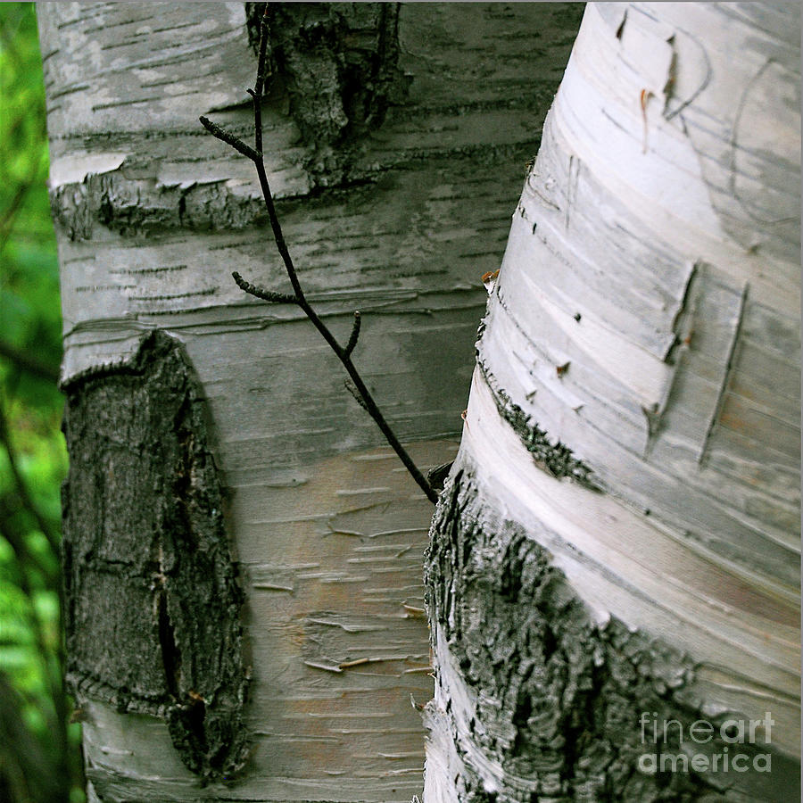 Birch Bark Squared Photograph by Ron Long