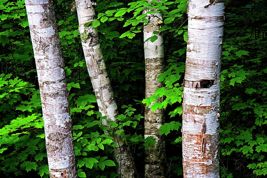 Birch Basics Photograph by Andy Crawford