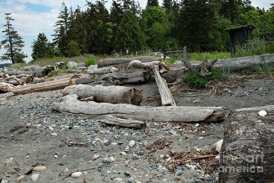 Birch Bay Driftwood Photograph by Norma Appleton