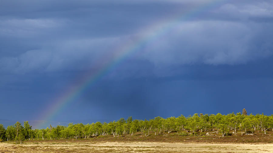 Birch, blue sky and rainbow Photograph by Pum_eva