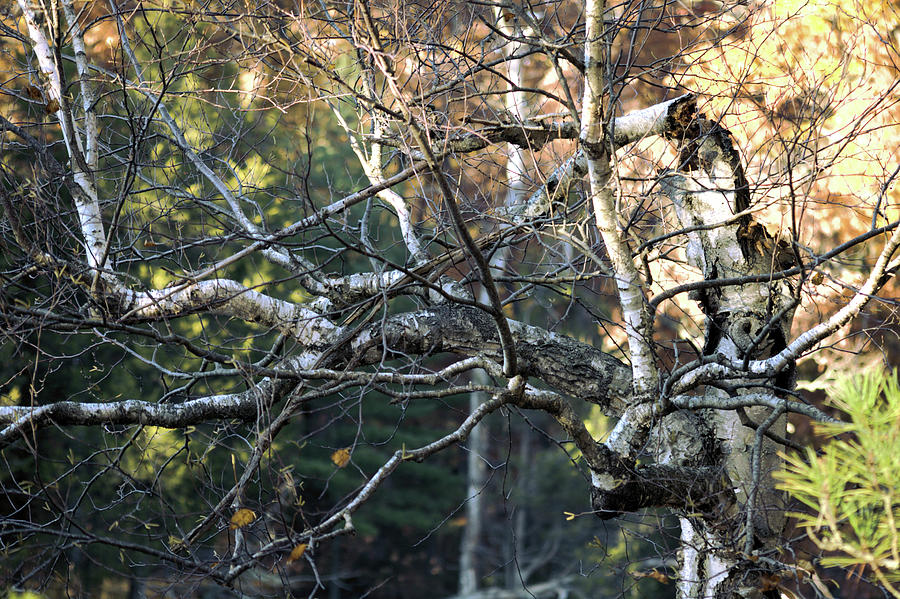 Birch Branches Photograph