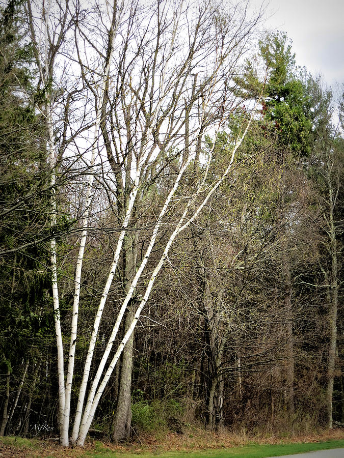 Birch clump of 5 color Photograph by Maureen Rose Pixels