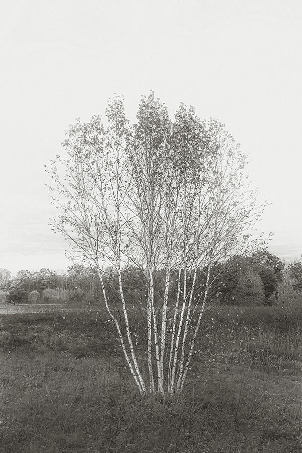 Birch Cluster Photograph by Joseph Smith