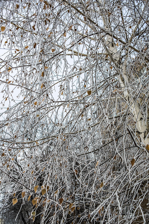 Birch Covered With Frost Photograph by Ksenia_Iufereva