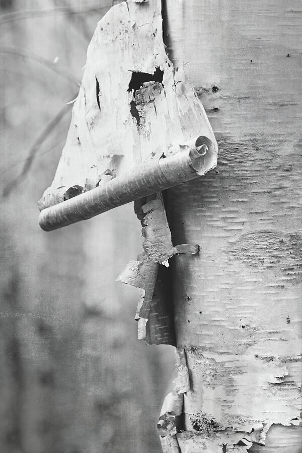 Birch Curled Bark Photograph by Sue Capuano Birch Curled Bark Photograph by Sue Capuano