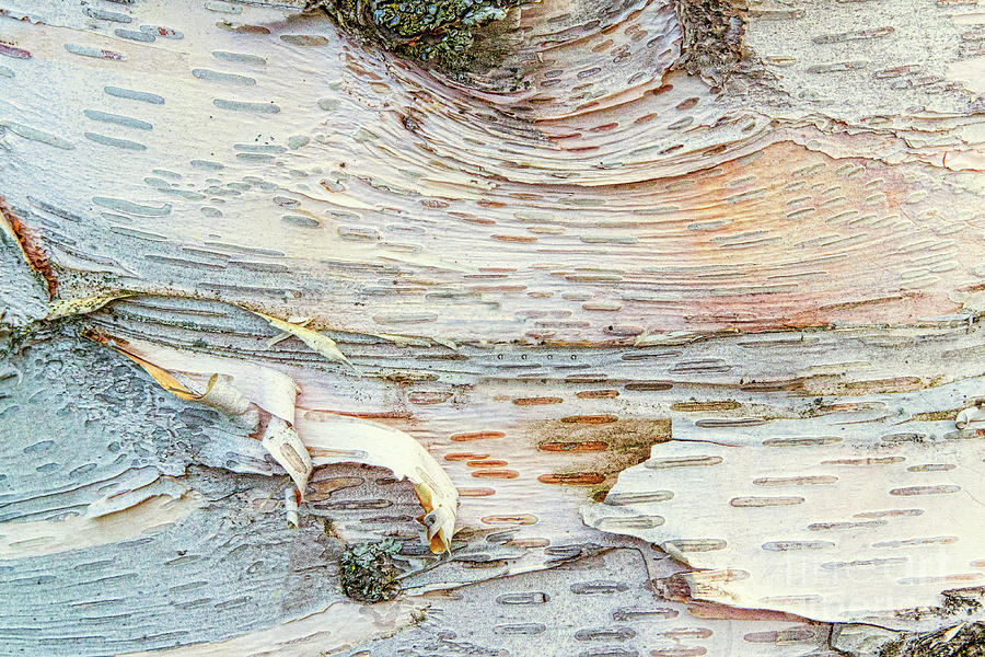 Birch Currents Photograph by Marilyn Cornwell