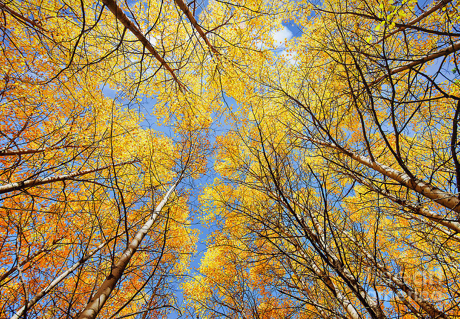 Birch fall yellow blue sky  Photograph by Tom Jelen