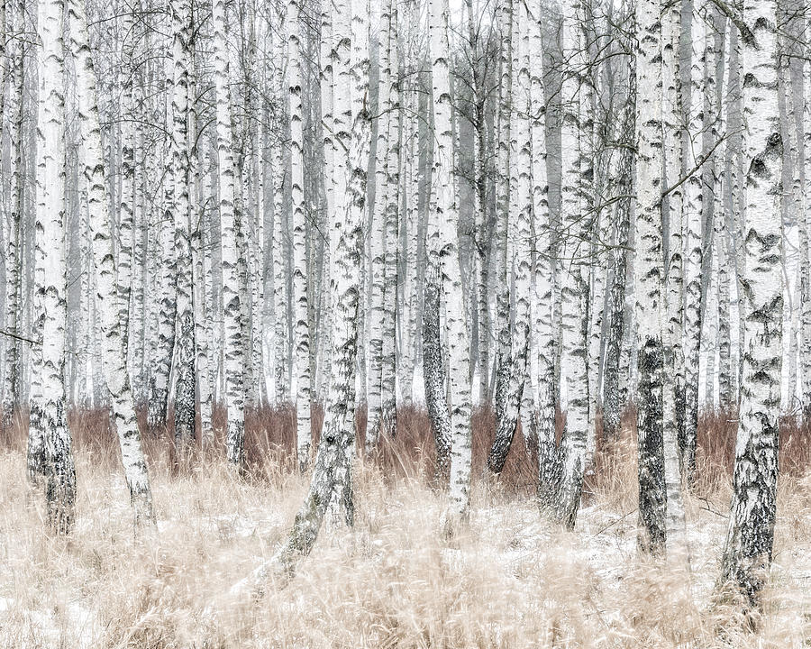 Birch forest at winter Photograph by Johner Images