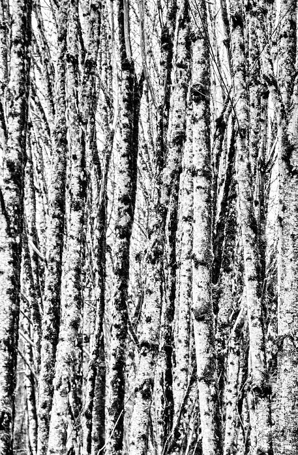 Birch Forest Photograph by Bruce Block