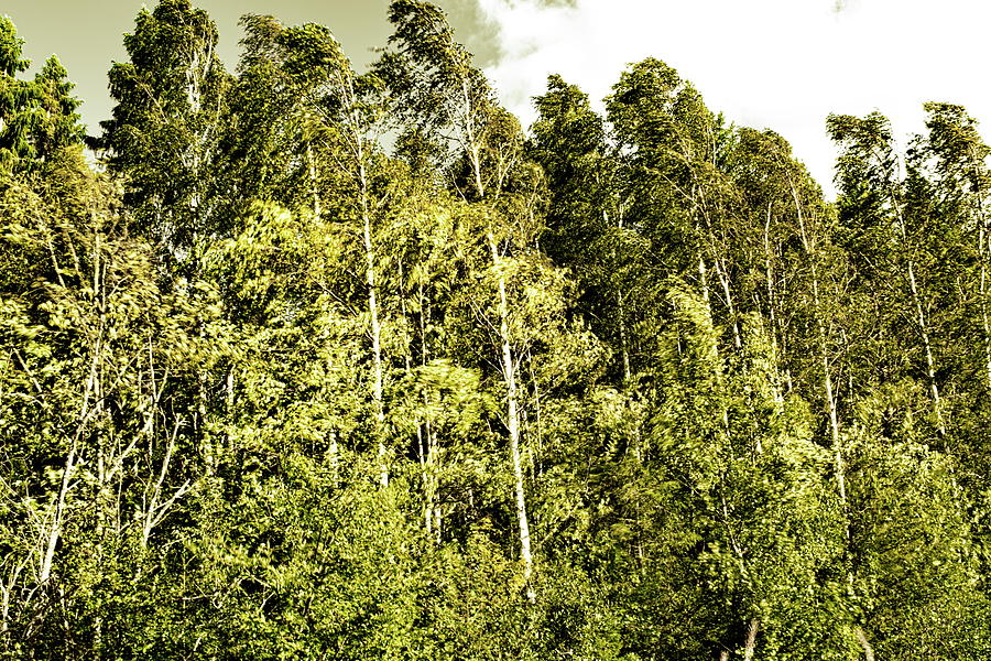 Birch forest moving in a summer wind Photograph by Ulrich Kunst And Bettina Scheidulin