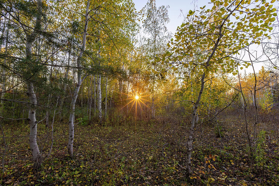Birch forest sunset Photograph by Mircea Costina Photography