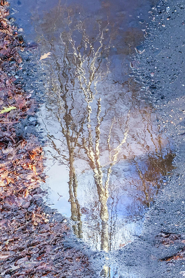 Tree Photograph - Birch in a Puddle by Andrew Wilson