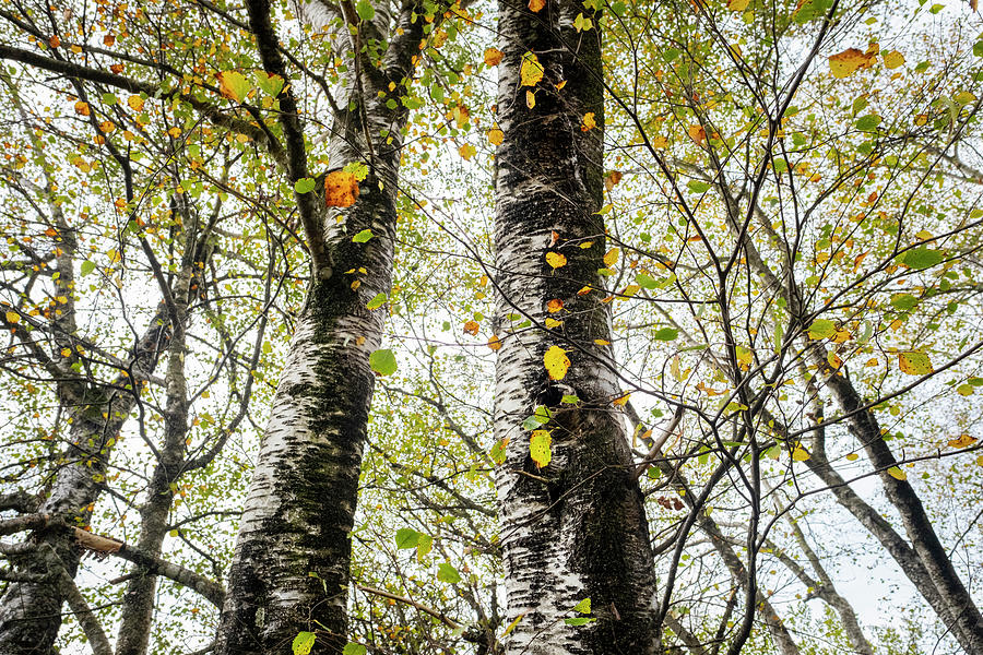 Birch In Autumn Photograph
