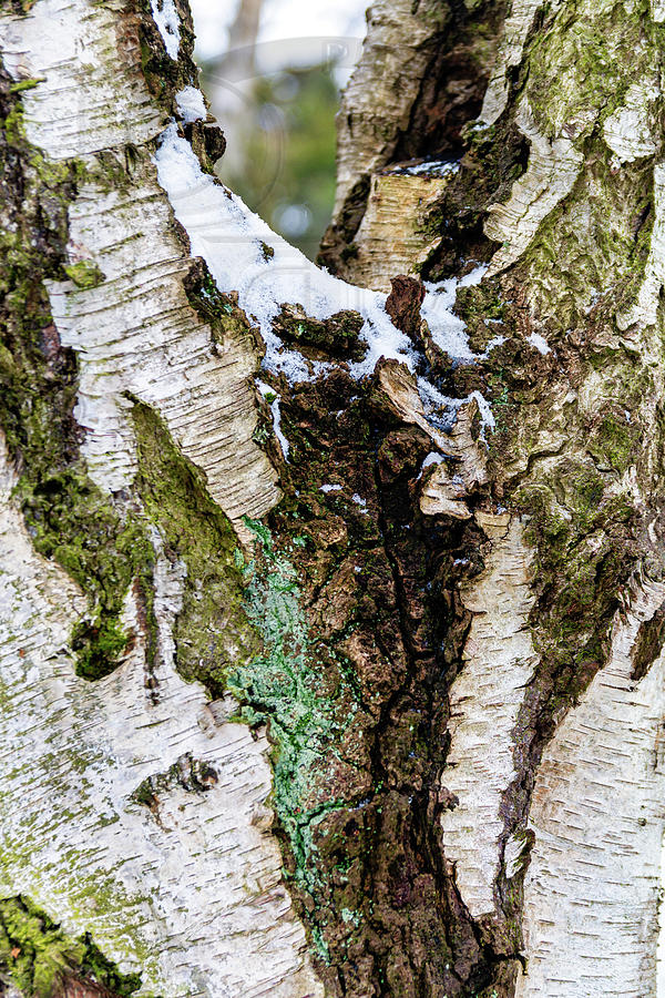 Birch in Hiding Digital Art by LGP Imagery
