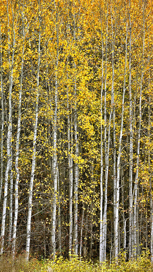 Birch in the Fall Photograph by Sean Henderson