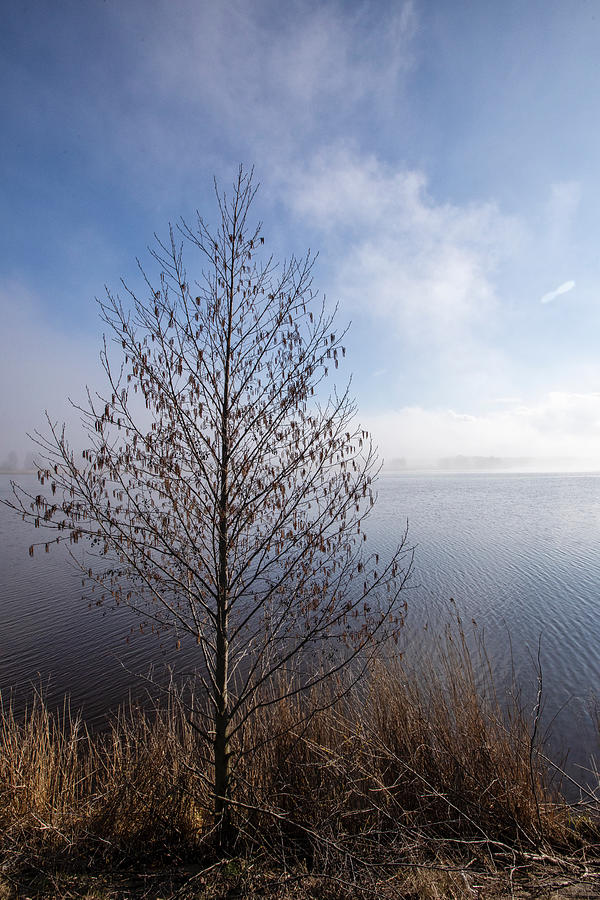 Birch In The Fog Jurmala Photograph by Aleksandrs Drozdovs